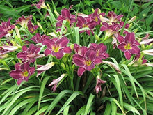 Taglilie Seeds (Hemerocallis spp.) for growers filling out the Flower Bed