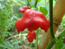 Giant Sweet Pepper Capsicum Annuum Seeds for a reliable harvest in the Home Garden Container