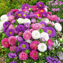 Aster Seeds for seasonal color across the flower bed home garden