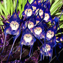 Pyramid Monkey Orchid Seeds for growers seeking a long-blooming display