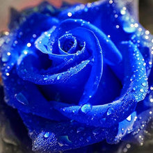 Rose Seeds for growers seeking a long-blooming display