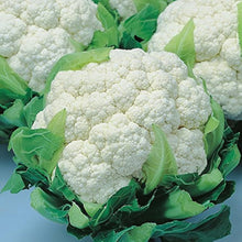 Snow Crown cauliflower seeds â€“ early hybrid with compact, white heads