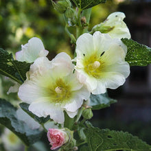 Hollyhock flower Seeds (Alcea rosea) for a lasting display in the large garden blooms