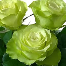 Green Rose Seeds for a bright addition to the Ornamental Flower Garden Pots