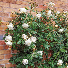 Climbing rose seeds for bonsai garden planting