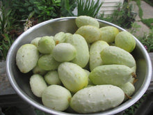 Miniature White Cucumber Seeds for a productive addition to the vegetable patch