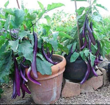 Eggplant Seeds (Solanum melongena) for growers stocking the Hangzhou Red Long Variety in Home Garden
