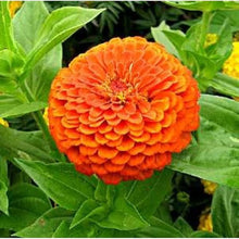 Orange King Zinnia Seeds for growers planting the Garden