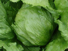 Great Lakes Iceberg Lettuce Seeds for productive rows in the Fresh Garden Salad