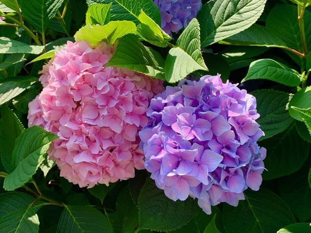 Hydrangea Hydrangea macrophylla flower seeds for planting in vertical garden and patio pots - for planting in home garden