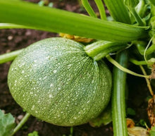 Crookneck Squash Seeds (Cucurbita pepo) for growers stocking the vegetable patch and raised beds