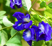 Legousia Blue Seeds for reliable seasonal color