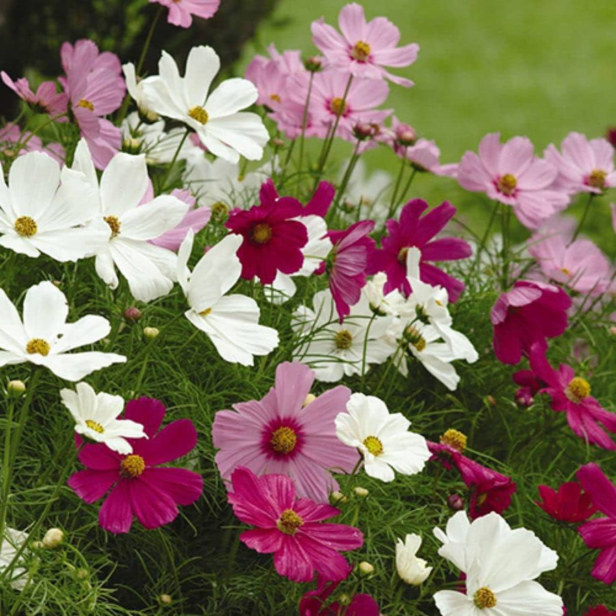 Cosmos  Cosmos bipinnatus  flower seed