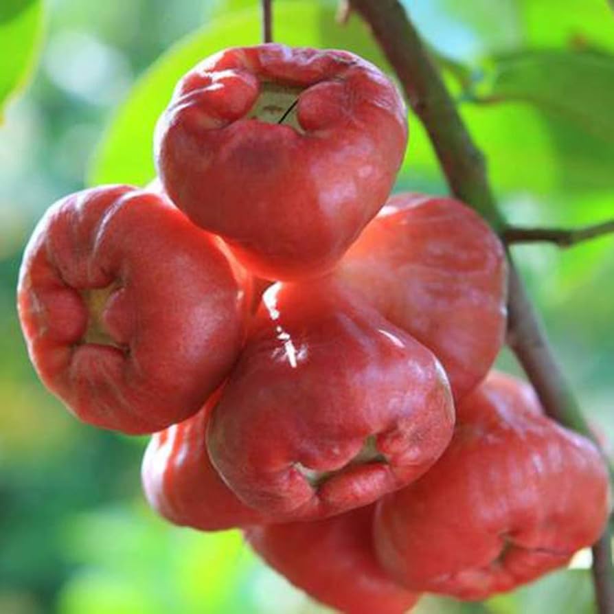 Rose Apple Seeds for a sweet addition to the home orchard