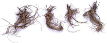 Columbine Aquilegia Canadensis Blue Seeds for growers filling out the Woodland Pollinator Spaces
