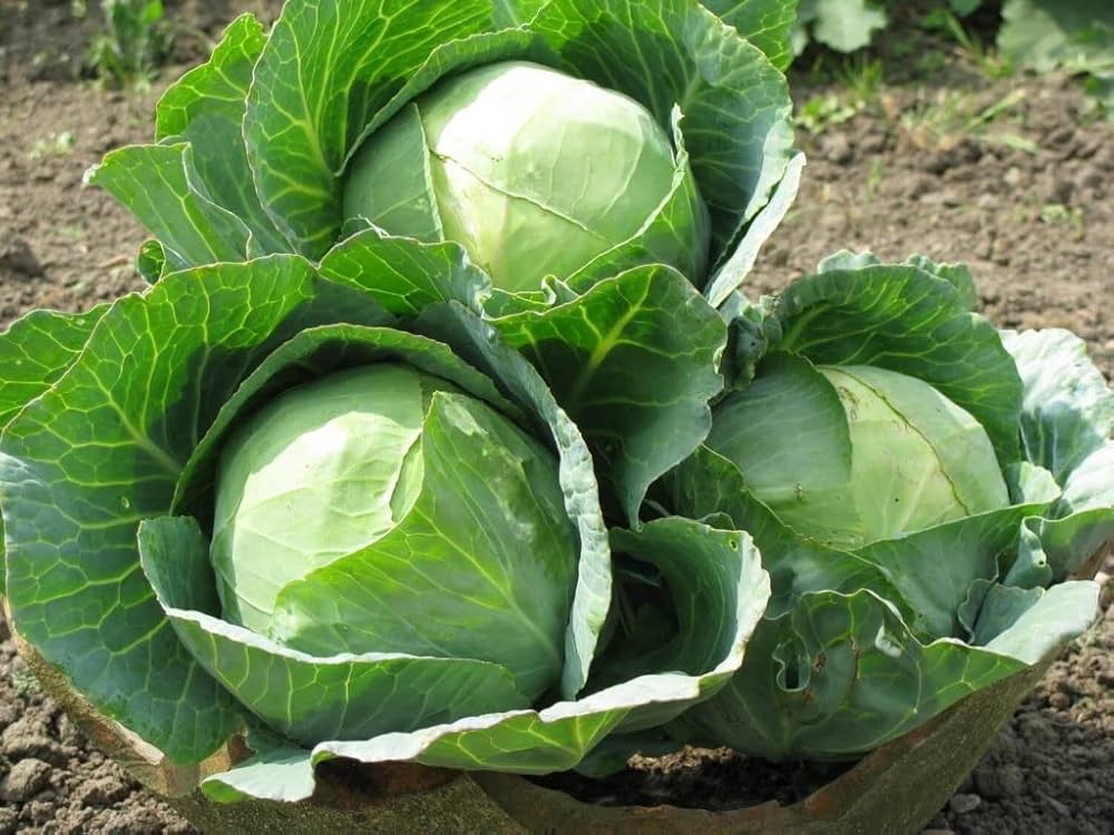 Cabbage Seeds Brassica oleracea for planting in vegetable patch