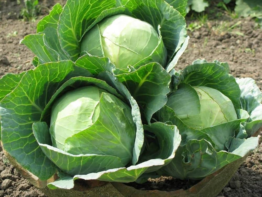 Cabbage Seeds Brassica oleracea for planting in vegetable patch