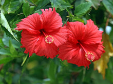 Star Hibiscus Seeds (Hibiscus rosa-sinensis) for a bright addition to the Flower Bed