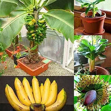 Rare Banana Tree Seeds for growers establishing the Home & Garden