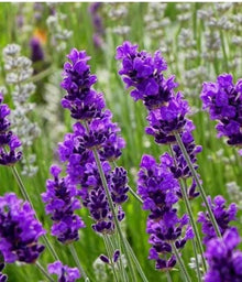 Dark gray lavender herbal flower seeds