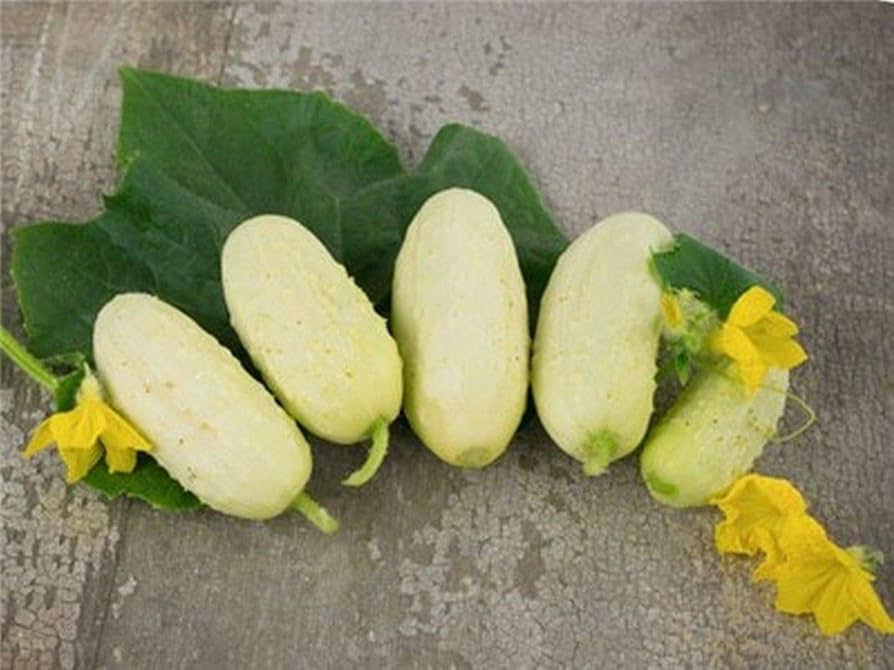 Miniature white cucumber seeds