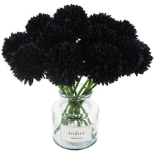 Chrysanthemum Mixed Perennial Flower - for planting in home garden