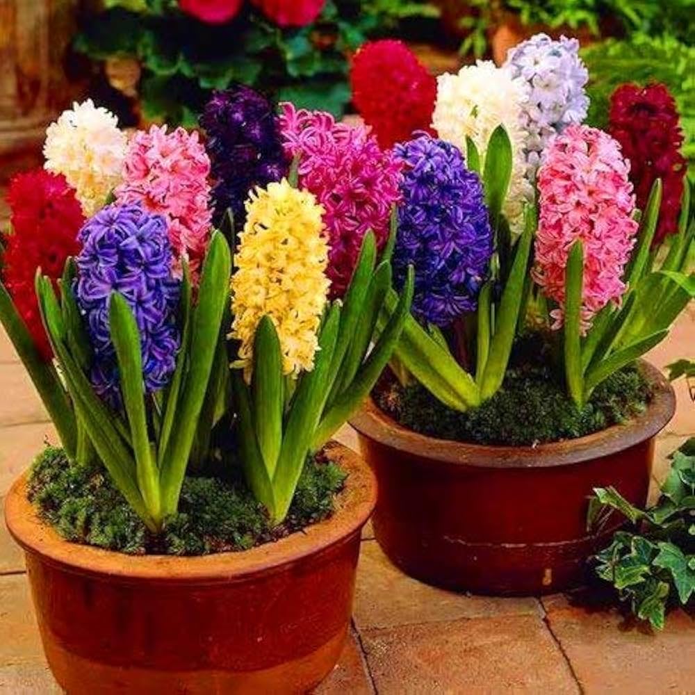 Hyacinth flower seeds for balcony gardening in various colors