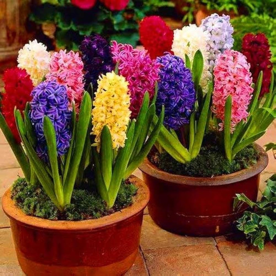 Hyacinth flower seeds for balcony gardening in various colors