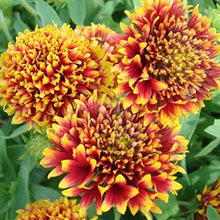 Drought-tolerant Gaillardia flower seeds