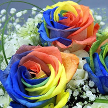 Rose Rosa Hybrida Mixed Colors Rainbow Flower Seeds for Planting – Flower Seeds for Home Garden and Cut Flower Beds