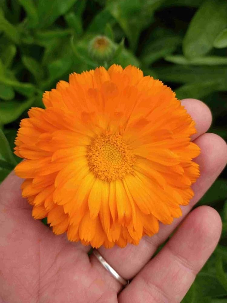 Calendula  Orange Balls  pollinator garden flower seed