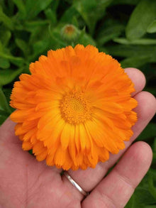 Calendula  Orange Balls  pollinator garden flower seed