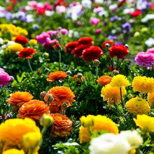 Ranunculus Ranunculus Asiaticus Double Buttercup Seeds valued for spring Bouquets