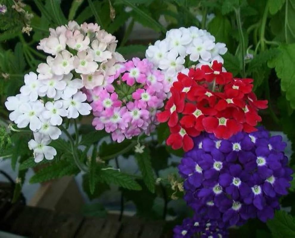 Black Verbena (Verbena spp.) for planting in flowering garden