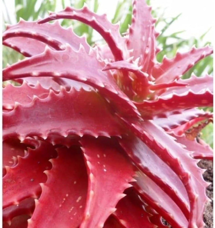 Primula Acaulis Mixed Colors Perennial Flower - for planting in home garden
