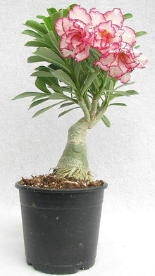 Easy Grow Roses DIY Bonsai Garden Seeds for a lasting addition to the landscape