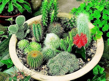 Elephant Cactus Seeds (Pachycereus pringlei) for low-maintenance growing in the desert landscaping and indoor pot gardening