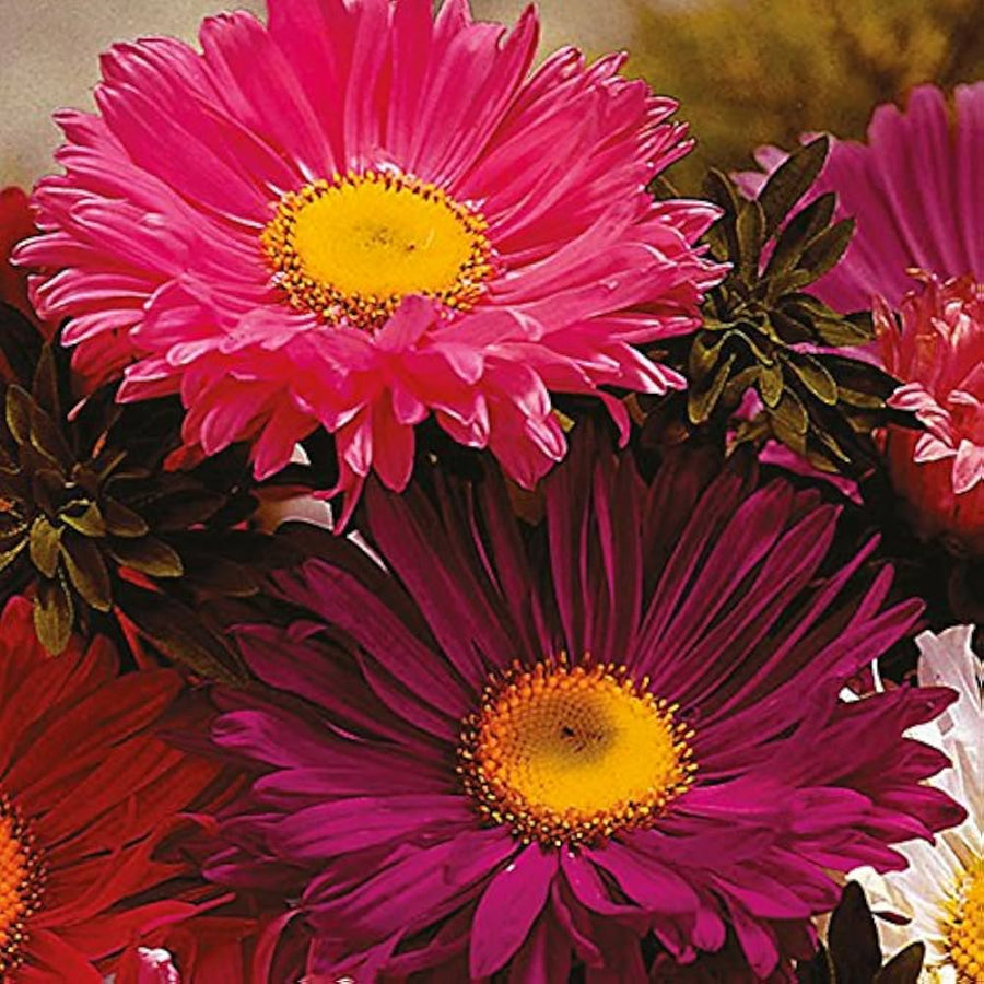 Red Aster Kurenai Callistephus chinensis seeds for planting in balcony garden