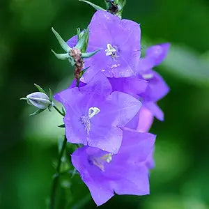 Campanula Campanula Carpatica Flower Seeds for Planting – Perfect for Garden Borders and Cottage Gardens