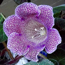 Gloxinia Giant Hybrid (Sinningia) flower Seeds for gardeners building out beds and borders