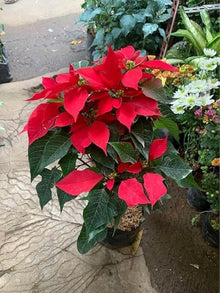 Euphorbia Pulcherrima Seeds for a lasting display in the Euphorbia bed patio display