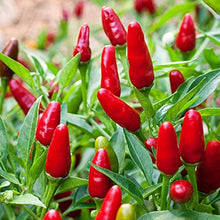 Kirsch Pepper Capsicum Seeds for growers stocking the Urban Garden