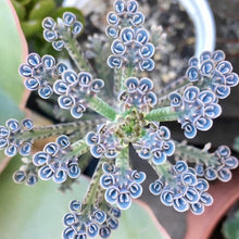 Kalanchoe Seeds (Kalanchoe blossfeldiana) for low-maintenance growing in the indoor pots and decorative planting