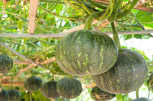 Peanut Squash Seeds (Cucurbita pepo) for a reliable harvest in the Vegetable Patch