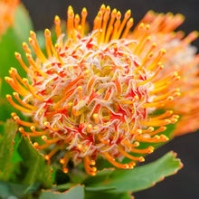 Protea Roupelliae Silver Sugarbush Plants for growers seeking a long-blooming display