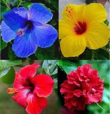 Hibiscus Hibiscus Rosa-Sinensis flower Seeds for a lasting display in the home garden beds and decorative outdoor containers