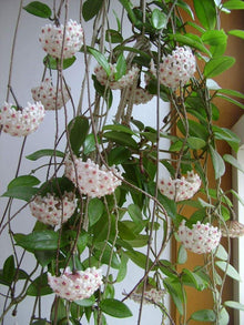 Carnation Dianthus Caryophyllus Seeds for colorful blooms in the Home Balcony Planters