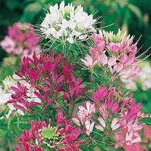 Sticky Spider Seeds (Cleome viscosa) for a bright addition to the wildflower beds and native gardens
