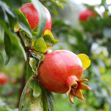 Pomegranate Seeds (Punica granatum) for a homegrown harvest from the Vegetable Patch