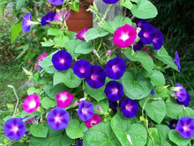 Morning Glory Ipomoea purpurea flower seeds for backyard gardening and fences - for planting in home garden